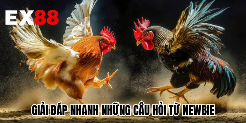 Giải đáp nhanh những câu hỏi từ newbie