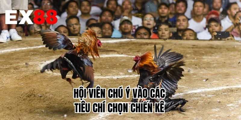Hội viên chú ý vào các tiêu chí chọn chiến kê 