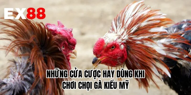 Những cửa cược hay dùng khi chơi chọi gà kiểu Mỹ 